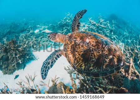 Green Sea Turtle swimming freely in the wild around stunning coral reef