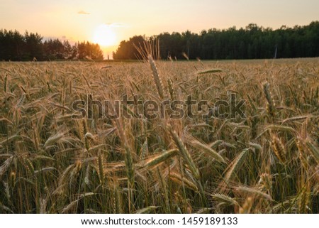 Cereal field in sunset light. Grain field