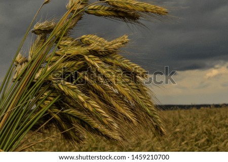 
rye, wheat field against the sky