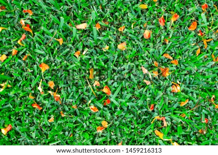 Fresh potpourri flat lay, red petals on vivid green grass. 