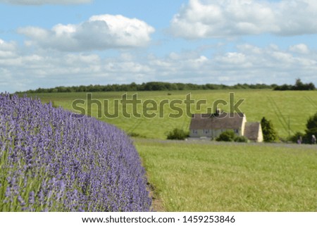 The view over Cotswold lavender farm .