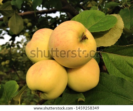 Juicy apples grow on a tree in the garden. Macro image. Hd Wallpaper nature Wallpaper.