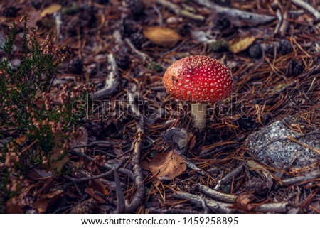 Amanita muscaria, commonly known as the fly agaric or fly amanita. Beautiful small red poisonous mushroom in forest. Fallen fir needles and dry leaves on the background. Filled full frame picture.
