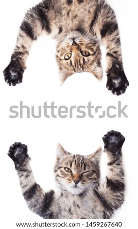 striped cat paws up. playful cat kitten looking up. isolated on white background