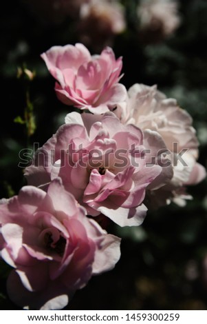 wild pink rose and meringue
