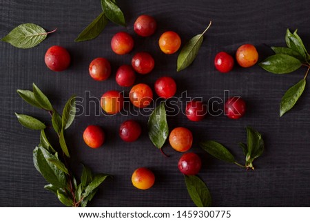 Top view of summer harvest of fruits on dark gray painted wood. Colorful composition with fresh organic and delicious plums and aliches surrounded with green leaves. Clean eating concept.