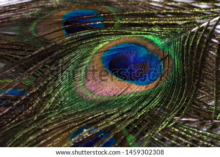 Beautiful peacock feather background. Closeup texture
