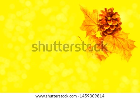 colorful autumn background of leaves and coniferous cones. Indian summer.