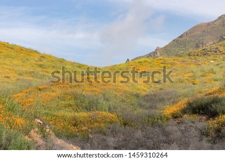 Scenic spring landscape of bright orange vibrant vivid golden California poppies, seasonal native plant set against clouds and sky