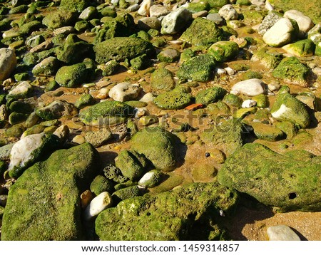 Close up view onto sea stones of Persian Gulf, covered by remains of green seaweed. Picture taken on coastline of Rishehr Beach, southern district of sea port Bushehr, Iran
