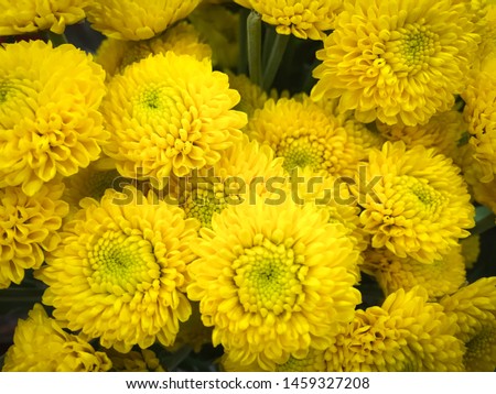 Beautiful yellow chrysanthemum as background picture. Chrysanthemum wallpaper, chrysanthemums in autumn.