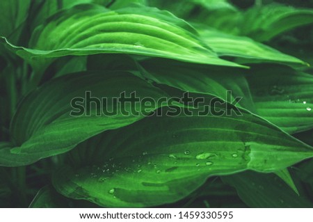 Beautiful vegetable background from the leaves of Hosta after a rain. Wallpaper. Close up