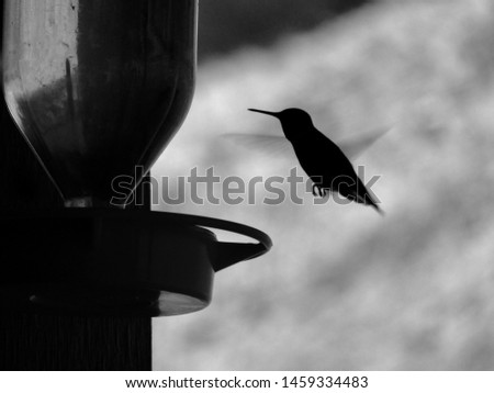 A black and white photo of a hummingbird hovering above a feeder.
