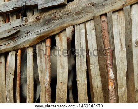 Young domestic goat behind stall