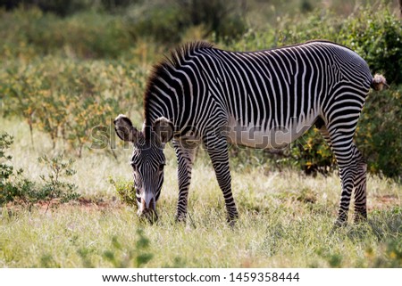 Profile of a common zebra in Samburu, Kenya