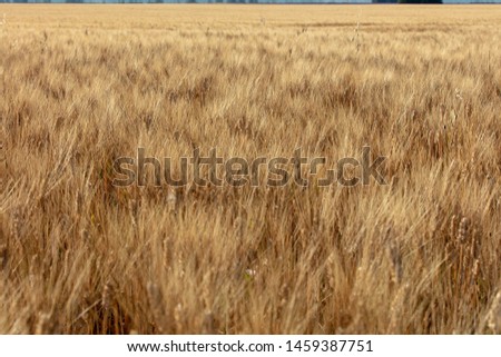 Fields of wheat with lavender