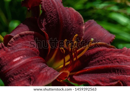 Dark red or burgundy lily close up on green garden background 