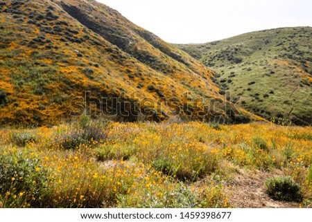 Bright orange vibrant vivid golden California poppies, seasonal spring native plants wildflowers in bloom