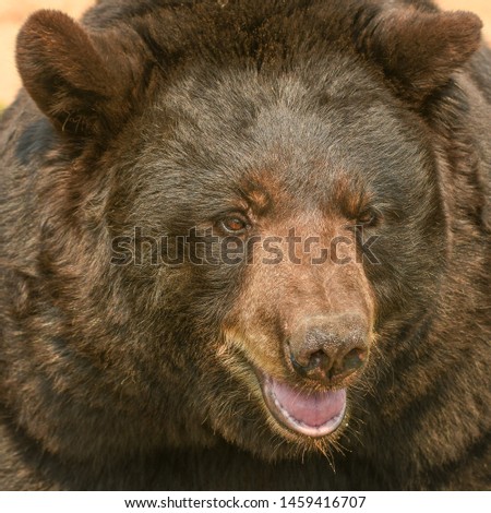 Very Close Up Picture of a Native North American Black Bear