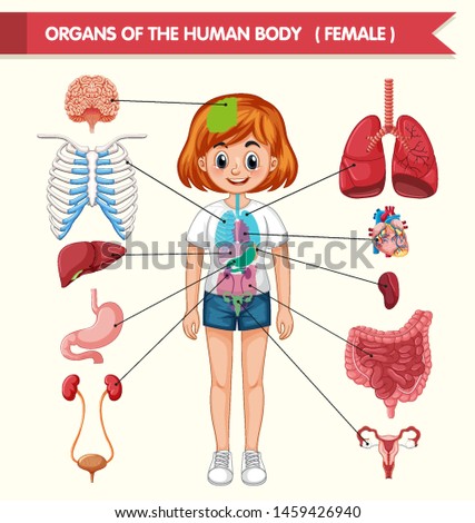 Scientific medical illustration of organs of the human body illustration