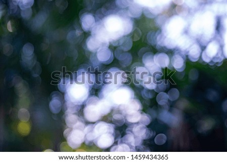The sunlight passing through the leaves causes three beautiful round bokeh.