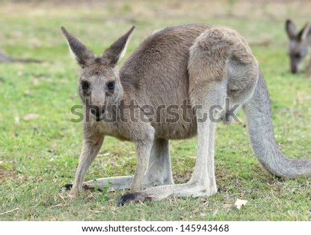 Great Grey Kangaroo, Grampians National Park, Australia