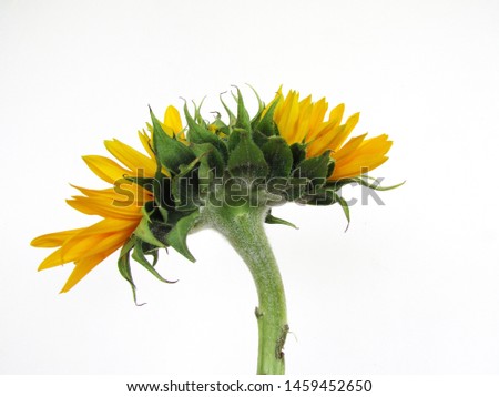  beautiful twin sunflower on white background              