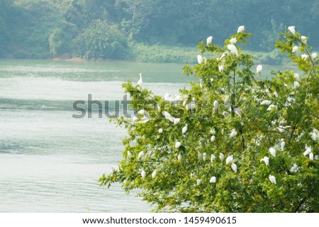 A large group of egrets perched in a tree