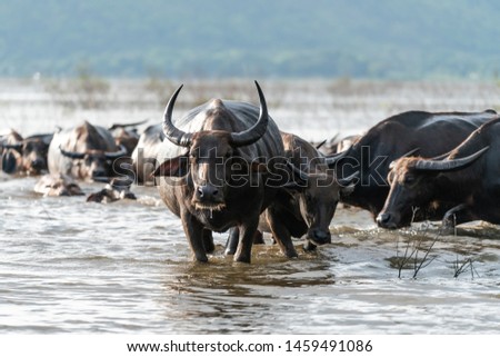 The Thai buffalo in the water , Lake in chonburi province Thailand