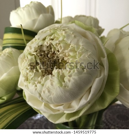 White lotus. Fold the lotus petals for floral decoration. Closeup.