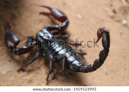Scorpions are black on the sand