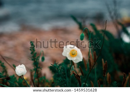 white poppies close up against a background of stones on the shore of the blue sea