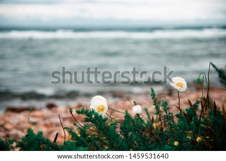 white poppies close up against a background of stones on the shore of the blue sea