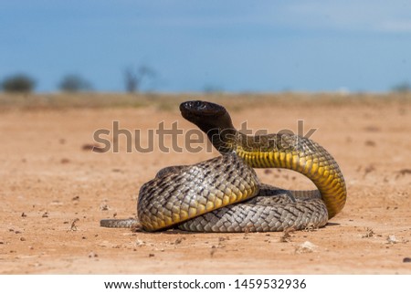 Inland Taipan in strike position Royalty-Free Stock Photo #1459532936