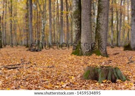 Autumn foliage in a birch tree forest