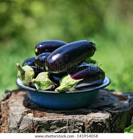 eggplant in a bowl in the garden