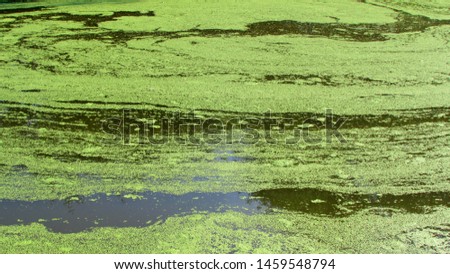 Green water is covered with small algae. Algae have created a beautiful pattern.