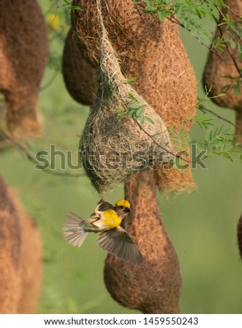 Bay weaver bird hanging with nest