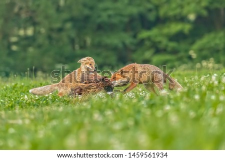 two foxes with prey, foxes feeding on pheasant with forest background