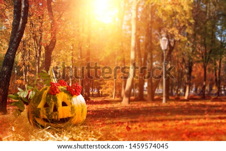Halloween background. Festive pumpkin head in the forest on the grass. The lights of a sun