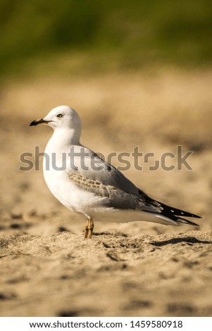 Sea gull, waiheke island, new zealand