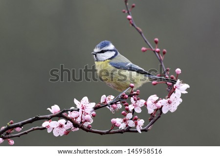 Blue tit, Parus caeruleus, single bird on blossom, Warwickshire, March 2012 Royalty-Free Stock Photo #145958516