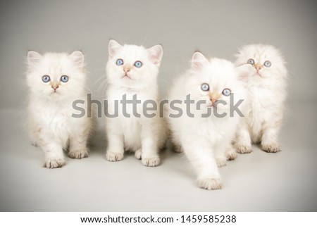Studio photography of a scottish cat on colored backgrounds