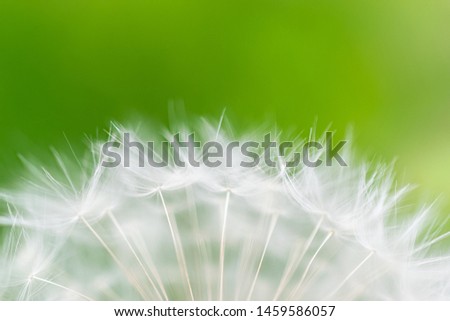 A fluffy dandelion closeup picture