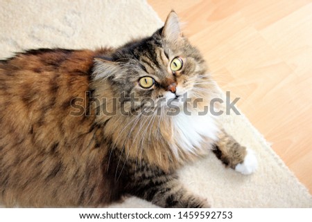 Norwegian forest cat at home. A pet.