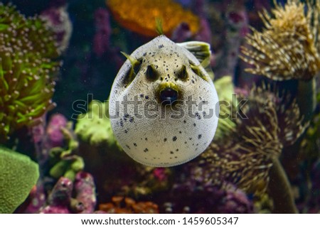 Tetraodontidae is a family of estuary and sea fish from the order Tetraodontiformes, this fish is very toxic to the two in the world Royalty-Free Stock Photo #1459605347