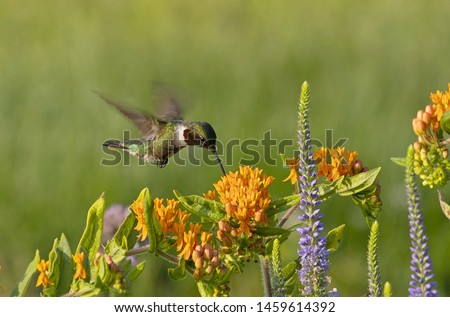 The Ruby-throated hummingbird (Archilochus colubris) drinks nectar from a flowering Butterfly Weed (Asceptlias tuberosa) Royalty-Free Stock Photo #1459614392