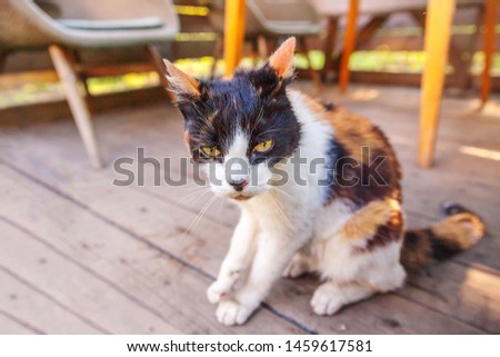 Arrogant short-haired domestic beautiful tabby cat sitting on wooden floor background. Kitten basking in sun outdoors on summer day. Pet care health and animals concept