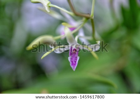 Flower photos close-up blurred background