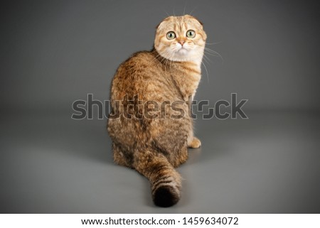 Studio photography of a scottish fold shorthair cat on colored backgrounds